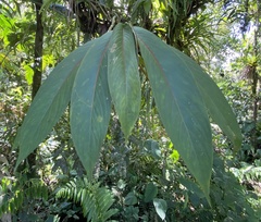 Columnea