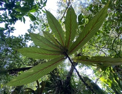 Columnea
