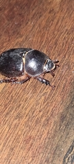 Dynastinae