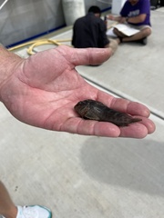 Hypleurochilus geminatus