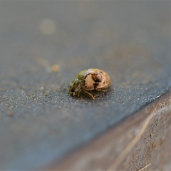 Psyllobora bicongregata