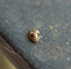 Psyllobora bicongregata