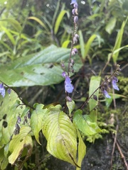 Rhynchoglossum obliquum