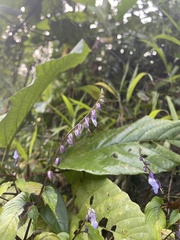 Rhynchoglossum obliquum