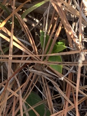 Achurum carinatum