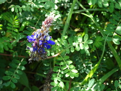 Dalea coerulea