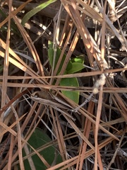 Achurum carinatum