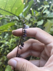 Rhynchoglossum obliquum