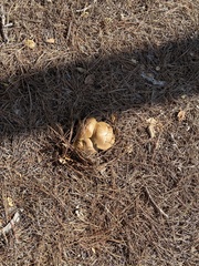 Gymnopilus ventricosus