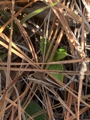 Achurum carinatum