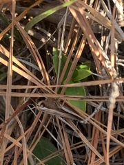 Achurum carinatum