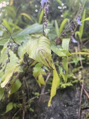 Rhynchoglossum obliquum