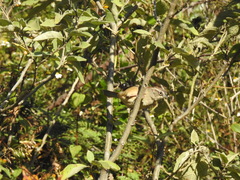 Aimophila notosticta