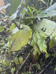 Rhynchoglossum obliquum