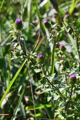 Cirsium vlassovianum