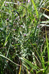 Cirsium vlassovianum