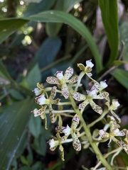 Prosthechea vespa