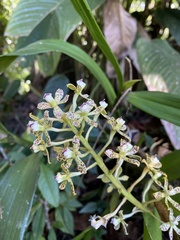 Prosthechea vespa