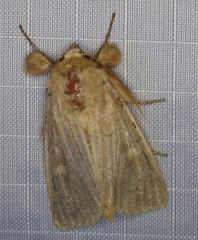 Leucania pseudargyria