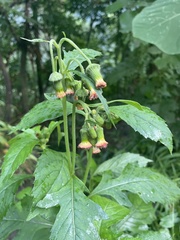 Crassocephalum crepidioides