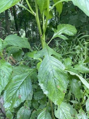 Crassocephalum crepidioides