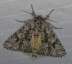 Acronicta impressa