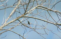 Anthracothorax dominicus