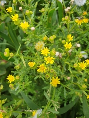Senecio lautus