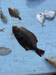 Paralichthys lethostigma