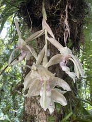 Stanhopea