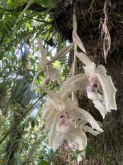 Stanhopea