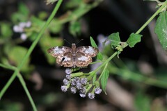 Chiomara georgina