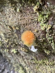 Trentepohlia