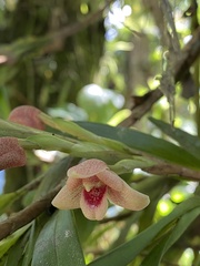 Maxillaria procurrens