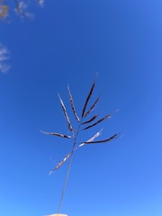Bothriochloa bladhii