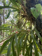 Maxillaria procurrens