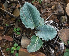 Cynara algarbiensis