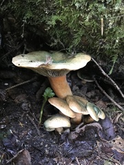 Lactarius aurantiosordidus
