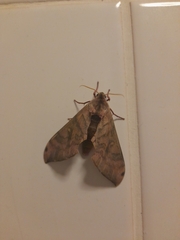 Pseudoclanis postica