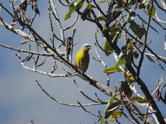 Chlorophonia elegantissima