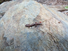 Desmognathus wrighti