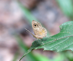 Perophthalma tullius