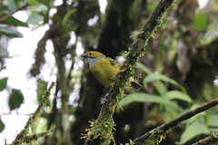 Tangara icterocephala