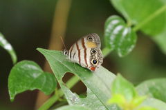 Cissia labe