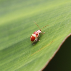 Asphaera discicollis