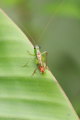 Conocephalus saltator