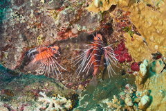 Pterois radiata