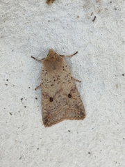 Agrochola blidaensis