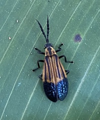 Calopteron