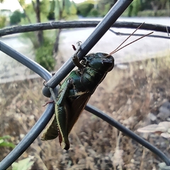 Melanoplus thomasi